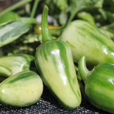 Chili Mattapeno (panaschiert) (Schärfe 5) (Samen)