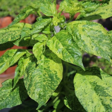 Chili Ninfadora (Schärfe 4) (Samen)