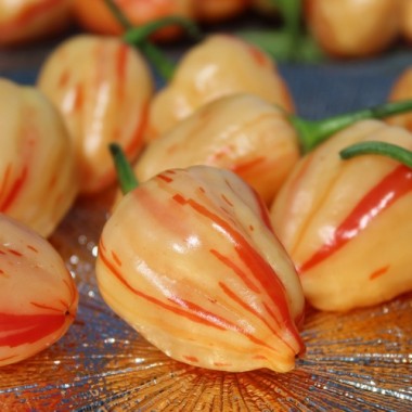 Neu! Chili Peppapeach Stripey (Schärfe 4) (Samen)