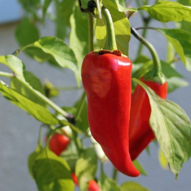 Chili Piment d'Espelette (Schärfe 4) (Samen)