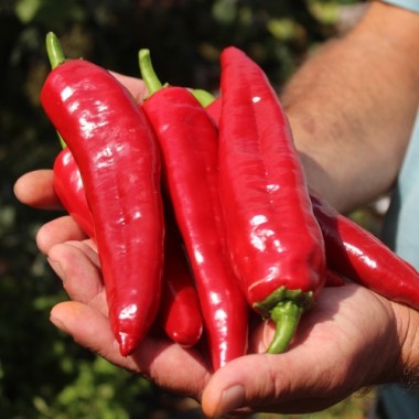 Neu! Chili Piperka Luta Makedonien (Schärfe 7) (Samen)