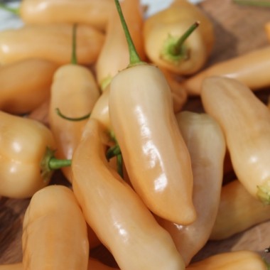 Chili Sugar Rush (Schärfe 5) (Samen)