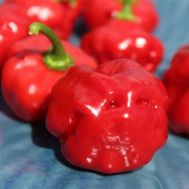 Neu! Chili Sweet Bonnet (Schärfe 1) (Samen)