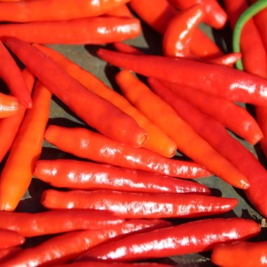 Chili Texas Rice (Schärfe 7) (Samen)