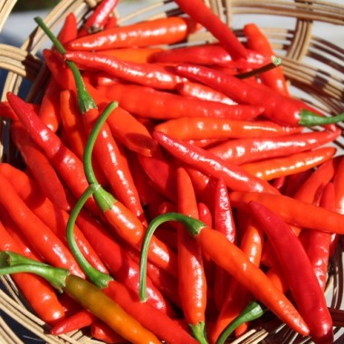 Chili Texas Rice (Schärfe 7) (Samen)