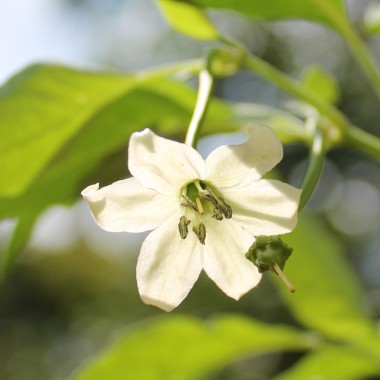 Chili Thunder Cacho Brown Pepper (Schärfe 3) (Samen)