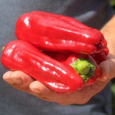 Chili Üc Burun (Schärfe 5) (Samen)