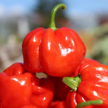 Chili Vicentes Sweet Habanero (Schärfe 0) (Samen)