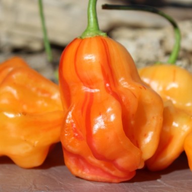 Chili Zébrange (Schärfe 4) (Samen)