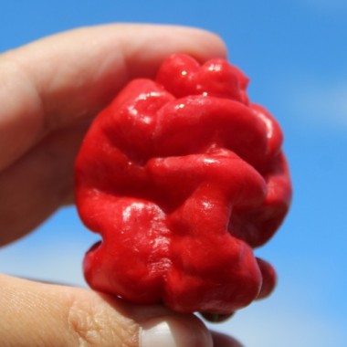 Chili Zou-Pi (Sharpei) (Schärfe 6) (Samen)