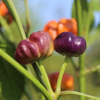 Chili Pumpkin (Schärfe 3) (Samen)