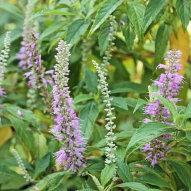 Chinesischer Gewürzstrauch violett (Pflanze)