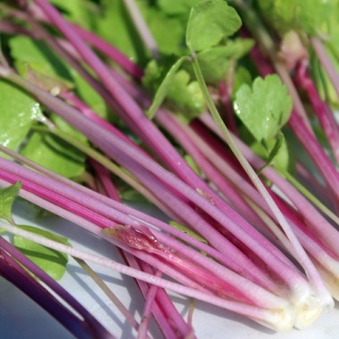 Chinesischer Sellerie Chinese Pink (Samen)