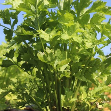 Chinesischer Sellerie Yellow Stem (Samen)