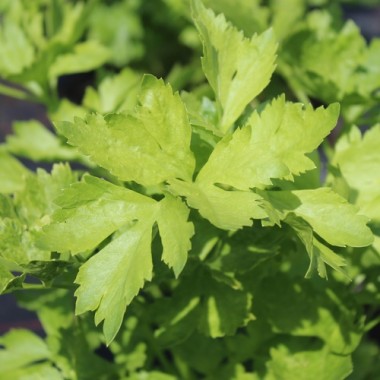 Chinesischer Sellerie Yellow Stem (Samen)