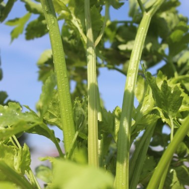 Chinesischer Sellerie Yellow Stem (Samen)