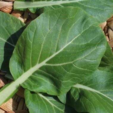 Choi Sum Big Buds (Samen)