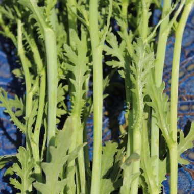 Chop Suey Long Stem (Samen)