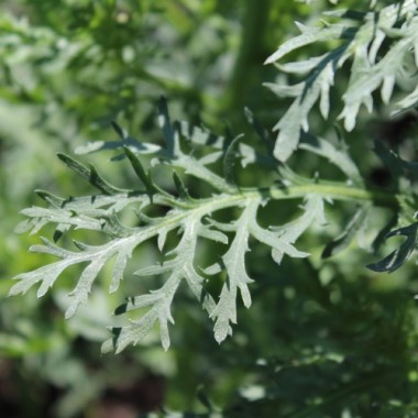 Chop Suey Long Stem (Samen)