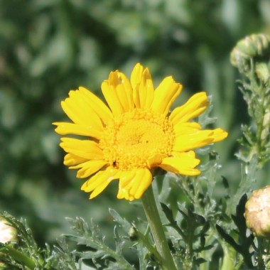 Chop Suey Long Stem (Samen)