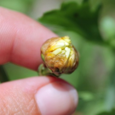 Chop Suey Round Leaf (Samen)