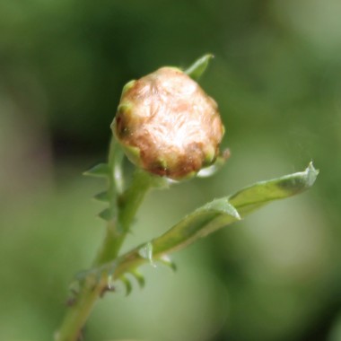 Chop Suey Tiger Ear (Samen)