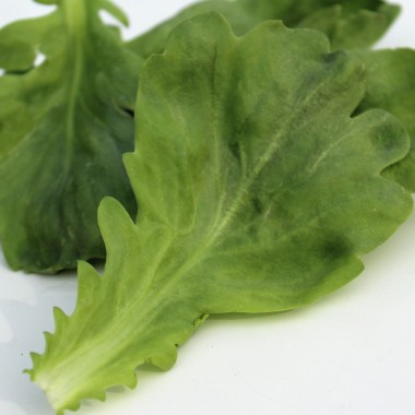 Chop Suey Tiger Ear (Samen)