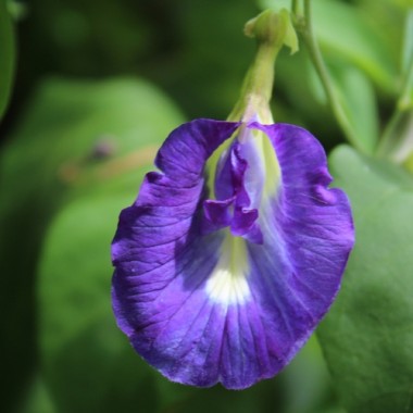 Neu! Clitoria (Samen)