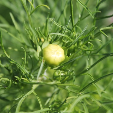 Cosmos Apricot Lemonade (Samen)