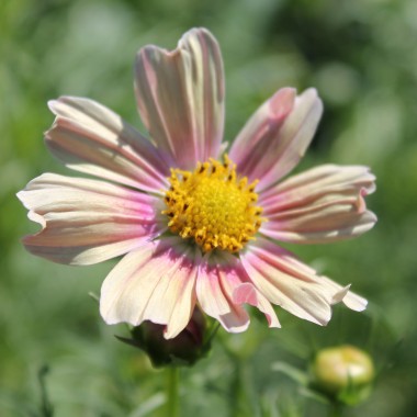 Cosmos Apricot Lemonade (Samen)