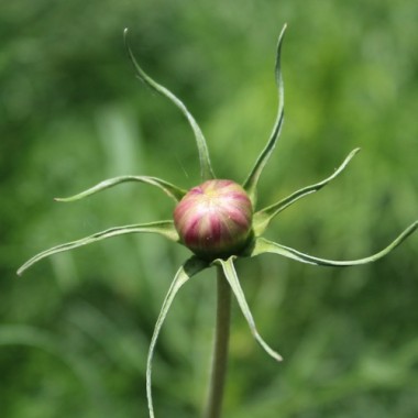 Cosmos Fizzy Rose Picotee (Samen)