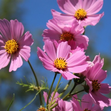 Cosmos Gloria (Samen)