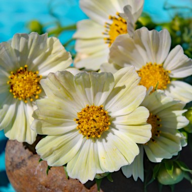 Cosmos Kiiro (Samen)