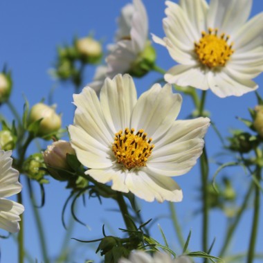 Cosmos Kiiro (Samen)