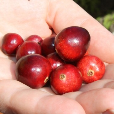 Preview: Cranberry Crowley (Pflanze)