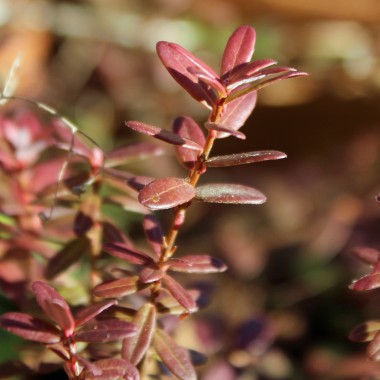 Cranberry Pilgrim (Pflanze)