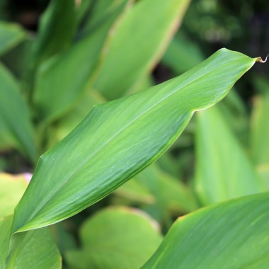 Kurkuma (Pflanze)