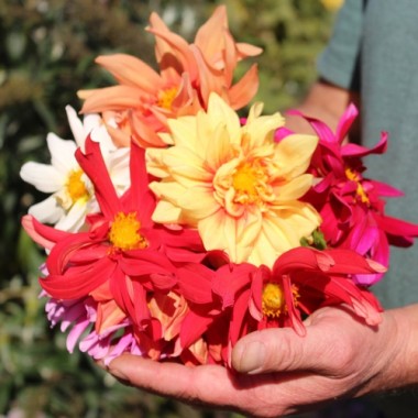 Dahlie Cactus Flowered Mix (Samen)