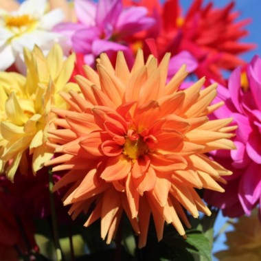 Dahlie Cactus Flowered Mix (Samen)