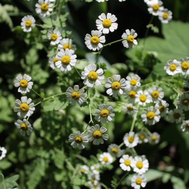 Dalmatinische Insektenblume (Samen)