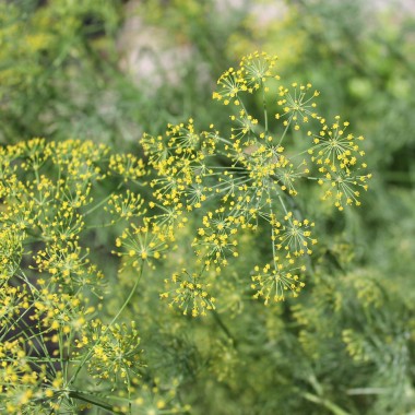 Dill Ambrozja (Samen)