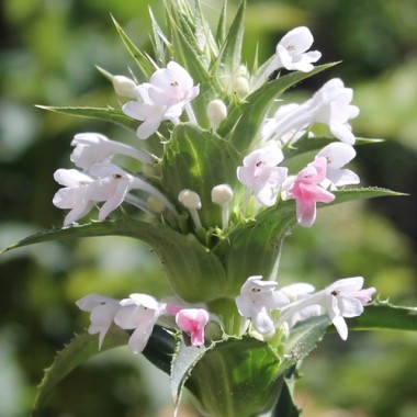 Duft-Elfendistel (Samen)