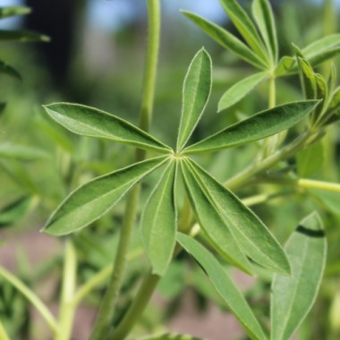 Duft-Lupine Pink Fairy (Samen)