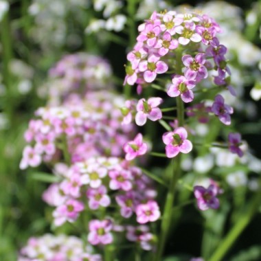 Duftsteinrich Rosie O’Day (Samen)