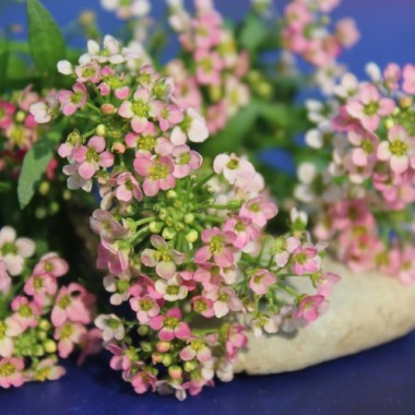 Duftsteinrich Salmon (Samen)
