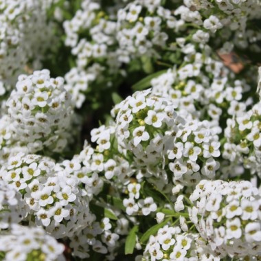 Duftsteinrich Sweet White (Samen)