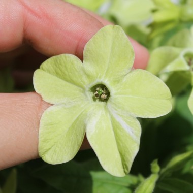 Dufttabak Lime Green (Samen)