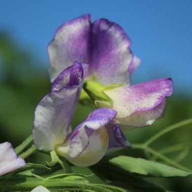 Neu! Duftwicke Blue Ripple (Samen)