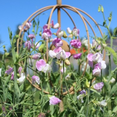 Neu! Duftwicke Dolly Varden (Samen)