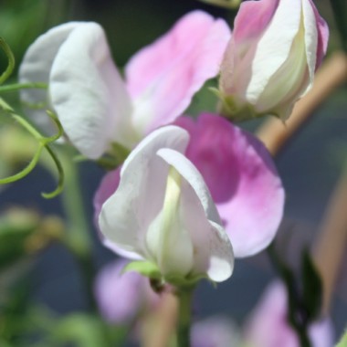 Neu! Duftwicke Dolly Varden (Samen)